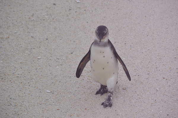 pingouins2