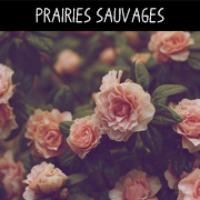 prairiessauvages